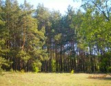 Продам 4 земельні ділянки в сосновому лісі в с. Зозулі, Васильківський район